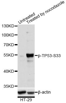 TP53 / p53 Antibody - Western blot analysis of extracts of HT-29 cells, using Phospho-TP53-S33 antibody at 1:2000 dilution. HT-29 cells were treated by Nocodazole (100ng/mL) for 16 hours. The secondary antibody used was an HRP Goat Anti-Rabbit IgG (H+L) at 1:10000 dilution. Lysates were loaded 25ug per lane and 3% nonfat dry milk in TBST was used for blocking. Blocking buffer: 3% BSA.An ECL Kit was used for detection and the exposure time was 1s.