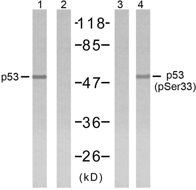 TP53 / p53 Antibody - Western blot analysis of extracts from 293 cells using p53 (Ab-33) antibody (Line 1 and 2) and p53 (phospho- Ser33) antibody (Line 3 and 4).