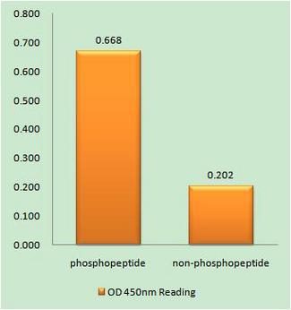 TP53 / p53 Antibody - The absorbance readings at 450 nM are shown in the ELISA figure.