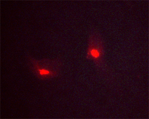 TP53 / p53 Antibody - Staining Mv1Lu cells treated with hydroxyurea(20 mM, 16h) cells by IF/ICC. The samples were fixed with PFA and permeabilized in 0.1% saponin prior to blocking in 10% serum for 45 min at 37°C. The primary antibody was diluted 1/400 and incubated with the sample for 1 hour at 37°C. A Alexa Fluor® 594 conjugated goat polyclonal to rabbit IgG (H+L), diluted 1/600 was used as secondary antibody.