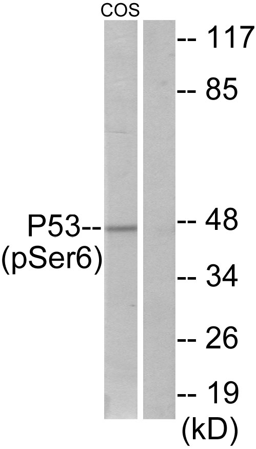TP53 / p53 Antibody - Western blot analysis of lysates from COS7 cells treated with H2O2 100uM 30', using p53 (Phospho-Ser6) Antibody. The lane on the right is blocked with the phospho peptide.