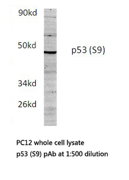 TP53 / p53 Antibody - Western blot of p53 (S9) pAb in extracts from PC12 cell.