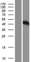 TP53 / p53 Protein - Western validation with an anti-DDK antibody * L: Control HEK293 lysate R: Over-expression lysate