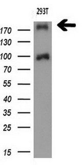 TP53BP1 / 53BP1 Antibody - Western blot analysis of extracts. (10ug) from 1 cell line by using anti-TP53BP1 monoclonal antibody. (1:200)
