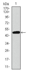 TP53BP1 / 53BP1 Antibody - Western Blot: 53BP1 Antibody (6B3E10) - Western blot analysis using TP53BP1 mAb against humanTP53BP1 recombinant protein. (Expected MW is 47.6 kDa)