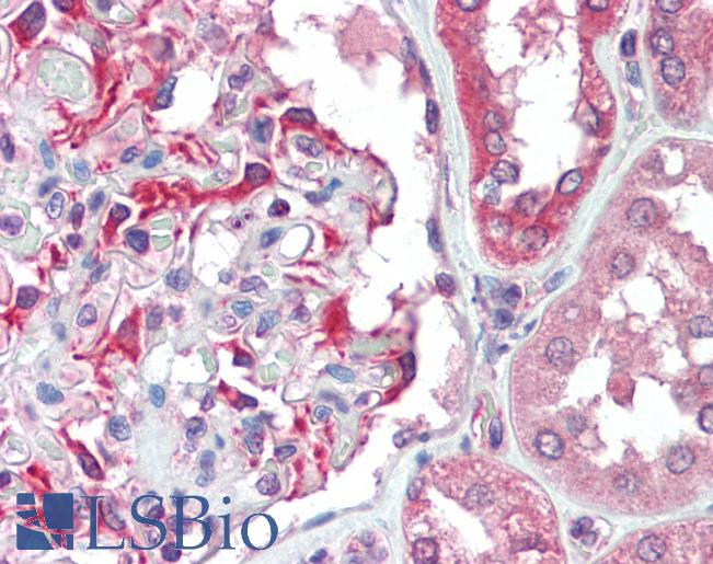 TP53BP2 / ASPP2 Antibody - Anti-TP53BP2 / ASPP2 antibody IHC staining of human kidney. Immunohistochemistry of formalin-fixed, paraffin-embedded tissue after heat-induced antigen retrieval.  This image was taken for the unconjugated form of this product. Other forms have not been tested.