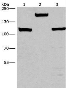 TP53BP2 / ASPP2 Antibody - Western blot analysis of Mouse kidney tissue, 293T and 231 cell, using TP53BP2 Polyclonal Antibody at dilution of 1:375.