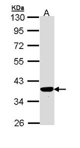 TP53I3 / PIG3 Antibody - Sample (30 ug of whole cell lysate). A: Hep G2 . 10% SDS PAGE. TP53I3 / PIG3 antibody diluted at 1:1000.