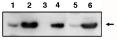 TP53I3 / PIG3 Antibody - Western blot of anti-PIG3 antibody on RKO cells transfected with pCEP4 without insert (1), transfected with pCEP4-PIG3 (2), under control conditions (3) and treated with Adriamycin to activate wild-type p53 (4). Also used on MCF-7 cells transfected with pCEP4 without insert (5) and pCEP4-PIG3 (6).