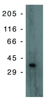 TP53I3 / PIG3 Antibody - Western blot of PIG-3 monoclonal antibody on Jurkat lysate at 10 ug/ml on Jurkat lysate.