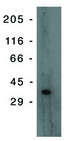 TP53I3 / PIG3 Antibody - Western blot of PIG-3 monoclonal antibody on Jurkat lysate at 10 ug/ml on Jurkat lysate.