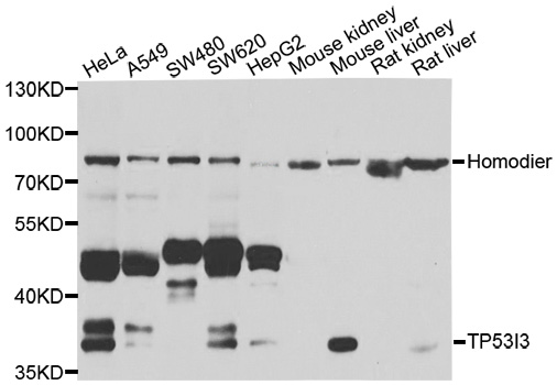 TP53I3 / PIG3 Antibody - Western blot analysis of extracts of various cell lines.