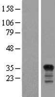 TP53I3 / PIG3 Protein - Western validation with an anti-DDK antibody * L: Control HEK293 lysate R: Over-expression lysate