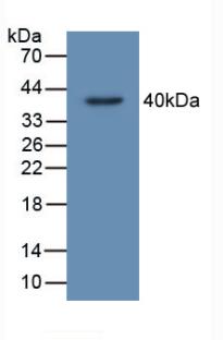 TP53TG5 Antibody - Western Blot; Sample: Recombinant TP53TG5, Human.