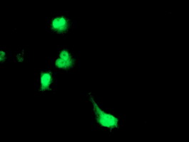 TP73-AS1 / KIAA0495 Antibody - Anti-KIAA0495 mouse monoclonal antibody  immunofluorescent staining of COS7 cells transiently transfected by pCMV6-ENTRY KIAA0495.