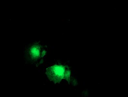 TP73-AS1 / KIAA0495 Antibody - Anti-KIAA0495 mouse monoclonal antibody  immunofluorescent staining of COS7 cells transiently transfected by pCMV6-ENTRY KIAA0495.