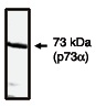 TP73 / p73 Antibody - Western blot of p73 antibody on H1299 cells transfected with p73 protein.