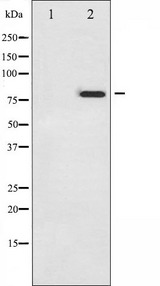 TP73 / p73 Antibody - Western blot analysis of p73 phosphorylation expression in Pervanadate treated K562 whole cells lysates. The lane on the left is treated with the antigen-specific peptide.