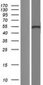 TP73 / p73 Protein - Western validation with an anti-DDK antibody * L: Control HEK293 lysate R: Over-expression lysate