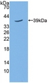 TPBG / 5T4 Antibody - Western Blot; Sample: Recombinant TPBG, Mouse.
