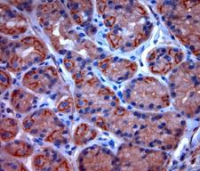 TPC2 / TPCN2 Antibody - Rabbit antibody to TPC2 (700-752). IHC-P on paraffin sections of human stomach. HIER: Tris-EDTA, pH 9 for 20 min using Thermo PT Module. Blocking: 0.2% LFDM in TBST filtered through a 0.2 micron filter. Detection was done using Novolink HRP polymer from Leica following manufacturers instructions. Primary antibody: dilution 10 ug/ml, incubated 30 min at RT using Autostainer. Sections were counterstained with Harris Hematoxylin.