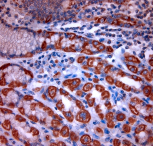 TPC2 / TPCN2 Antibody - Rabbit antibody to TPC2 (700-752). IHC-P on paraffin sections of human stomach. HIER: Tris-EDTA, pH 9 for 20 min using Thermo PT Module. Blocking: 0.2% LFDM in TBST filtered through a 0.2 micron filter. Detection was done using Novolink HRP polymer from Leica following manufacturers instructions. Primary antibody: dilution 10 ug/ml, incubated 30 min at RT using Autostainer. Sections were counterstained with Harris Hematoxylin.