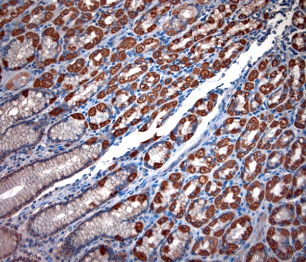 TPC2 / TPCN2 Antibody - Rabbit antibody to TPC2 (700-752). IHC-P on paraffin sections of human stomach. HIER: Tris-EDTA, pH 9 for 20 min using Thermo PT Module. Blocking: 0.2% LFDM in TBST filtered through a 0.2 micron filter. Detection was done using Novolink HRP polymer from Leica following manufacturers instructions. Primary antibody: dilution 10 ug/ml, incubated 30 min at RT using Autostainer. Sections were counterstained with Harris Hematoxylin.