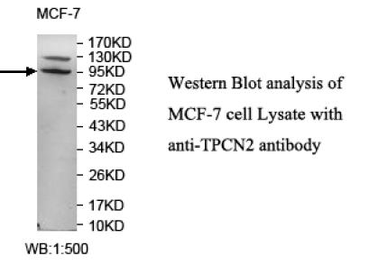 TPC2 / TPCN2 Antibody
