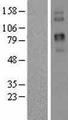TPC2 / TPCN2 Protein - Western validation with an anti-DDK antibody * L: Control HEK293 lysate R: Over-expression lysate