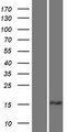TPD52L1 Protein - Western validation with an anti-DDK antibody * L: Control HEK293 lysate R: Over-expression lysate