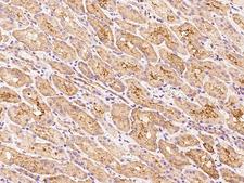 TPD52L2 / HD54 Antibody - Immunochemical staining of human TPD52L2 in human kidney with rabbit polyclonal antibody at 1:100 dilution, formalin-fixed paraffin embedded sections.