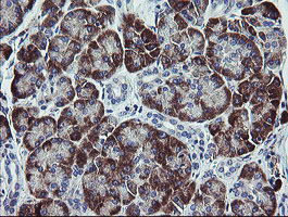 TPD52L3 Antibody - IHC of paraffin-embedded Human pancreas tissue using anti-TPD52L3 mouse monoclonal antibody.
