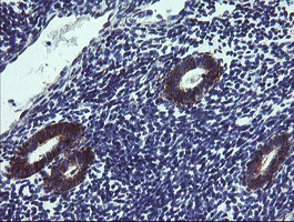 TPD52L3 Antibody - IHC of paraffin-embedded Human endometrium tissue using anti-TPD52L3 mouse monoclonal antibody.