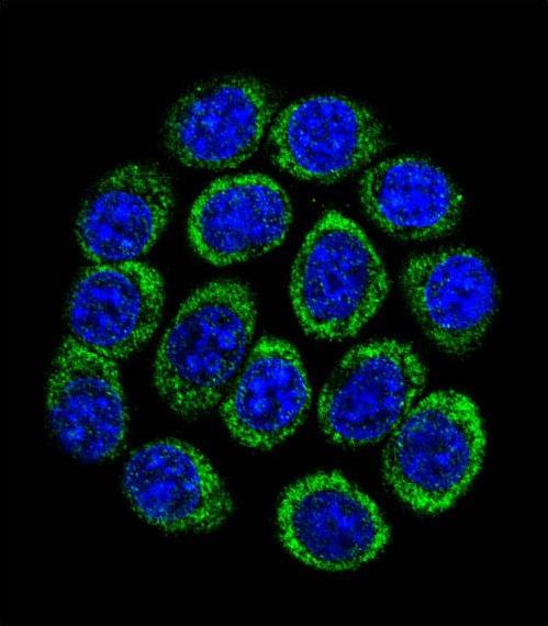 TPH1 / Tryptophan Hydroxylase Antibody - Confocal immunofluorescence of TPH1 Antibody with 293 cell followed by Alexa Fluor 488-conjugated goat anti-rabbit lgG (green). DAPI was used to stain the cell nuclear (blue).