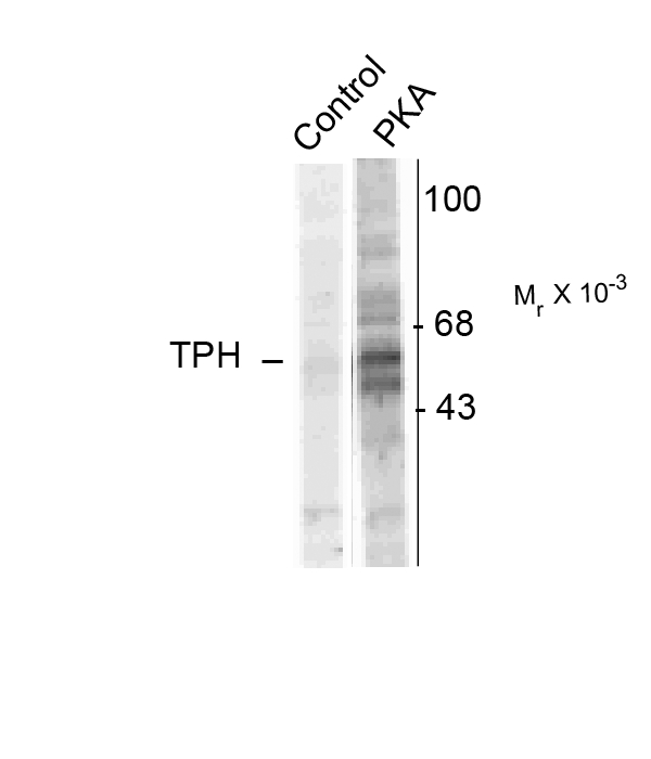 TPH1 / Tryptophan Hydroxylase Antibody - Western blot of recombinant rabbit tryptophan hydroxylase in a crude bacterial lysate incubated in the absence (Control) and presence of cAMP-dependent protein kinase (PKA) showing specific immunolabeling of the ~55k tryptophan hydroxylase phosphorylated at Ser58.