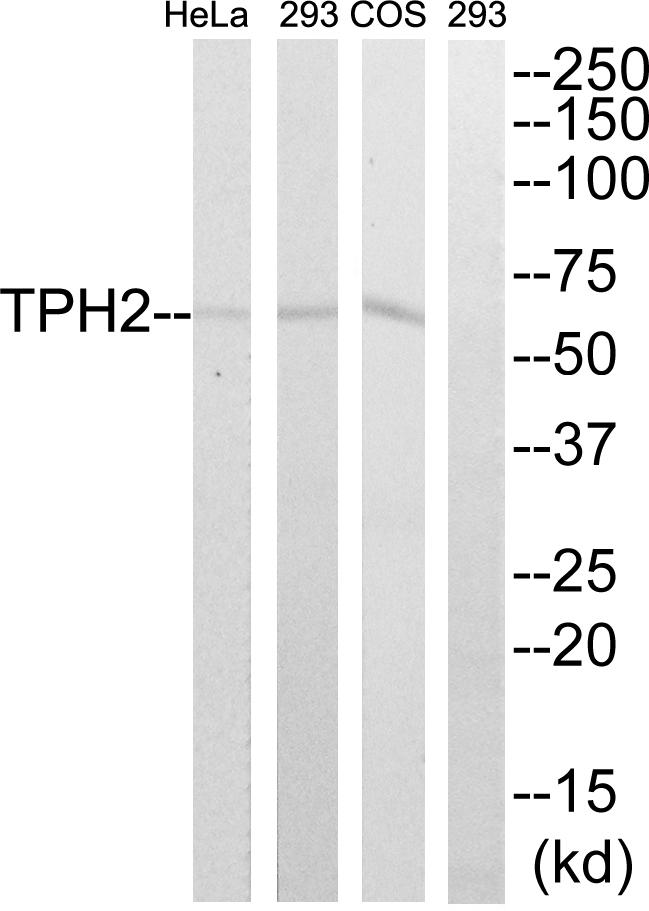 TPH2 Antibody - Western blot analysis of extracts from HeLa, Cos7 and 293 cells, using TPH2 (Ab-19) antibody.
