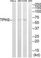 TPH2 Antibody - Western blot analysis of extracts from HeLa, Cos7 and 293 cells, using TPH2 (Ab-19) antibody.