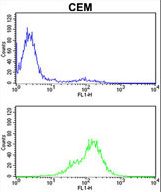 TPI1 / TPI Antibody - TPI1 Antibody flow cytometry of CEM cells (bottom histogram) compared to a negative control cell (top histogram). FITC-conjugated goat-anti-rabbit secondary antibodies were used for the analysis.