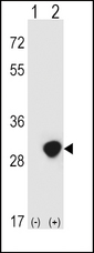 TPI1 / TPI Antibody - Western blot of TPI1 (arrow) using rabbit polyclonal TPI1 Antibody. 293 cell lysates (2 ug/lane) either nontransfected (Lane 1) or transiently transfected (Lane 2) with the TPI1 gene.