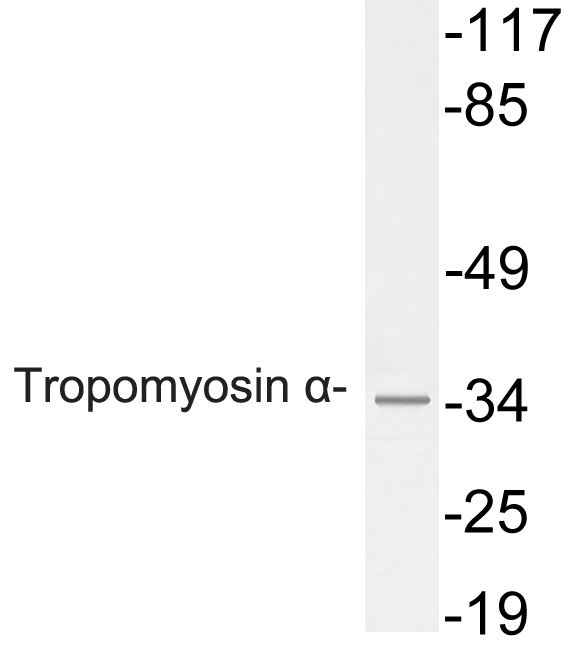 TPM1 / Tropomyosin Antibody - Western blot analysis of lysate from HeLa cells, using Tropomyosin Î± antibody.