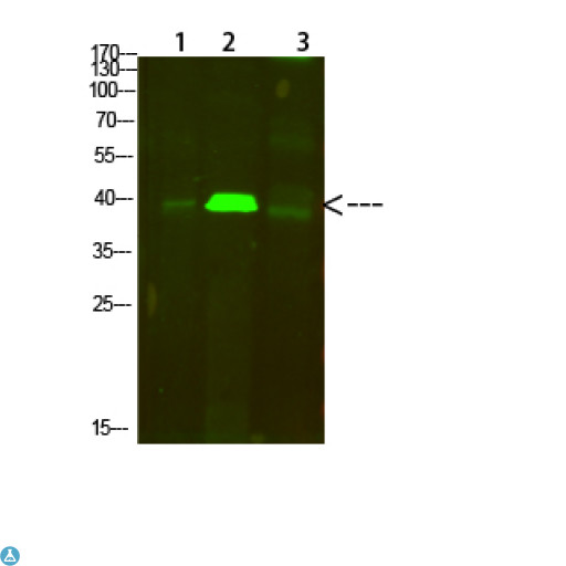 TPM1 / Tropomyosin Antibody - Western Blot analysis of 1, mouse-lung, 2, mouse-brain, 3, mouse-spleen cells using primary antibody diluted at 1:500 (4°C overnight). Secondary antibody:Goat Anti-rabbit IgG IRDye 800 (diluted at 1:5000, 25°C, 1 hour).