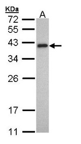 TPM2 Antibody - Sample (30 ug of whole cell lysate). A: HeLa. 10% SDS PAGE. TPM2 antibody diluted at 1:1000