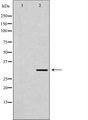 TPM2 Antibody - Western blot analysis of HeLa cell lysates using TPM2 antibody. The lane on the left is treated with the antigen-specific peptide.