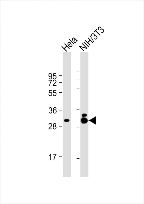 TPM3 Antibody - All lanes: Anti-TPM3 Antibody at 1:2000 dilution Lane 1: Hela whole cell lysate Lane 2: NIH/3T3 whole cell lysate Lysates/proteins at 20 µg per lane. Secondary Goat Anti-mouse IgG, (H+L), Peroxidase conjugated at 1/10000 dilution. Predicted band size: 33 kDa Blocking/Dilution buffer: 5% NFDM/TBST.