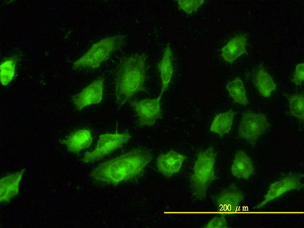 TPM4 Antibody - Immunofluorescence of monoclonal antibody to TPM4 on HeLa cell. [antibody concentration 10 ug/ml]