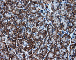 TPMT Antibody - IHC of paraffin-embedded pancreas tissue using anti-TPMT mouse monoclonal antibody. (Dilution 1:50).