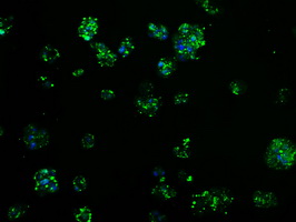 TPMT Antibody - Immunofluorescent staining of HepG2 cells using anti-TPMT mouse monoclonal antibody.