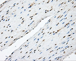 TPMT Antibody - IHC of paraffin-embedded colon tissue using anti-TPMT mouse monoclonal antibody. (Dilution 1:50).