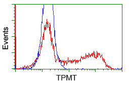 TPMT Antibody - HEK293T cells transfected with either pCMV6-ENTRY TPMT (Red) or empty vector control plasmid (Blue) were immunostained with anti-TPMT mouse monoclonal, and then analyzed by flow cytometry.