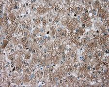 TPMT Antibody - IHC of paraffin-embedded liver tissue using anti-TPMT mouse monoclonal antibody. (Dilution 1:50).